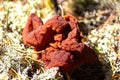 A Gyromitra Esculenta commonly known as a False Morel Royalty Free Stock Photo