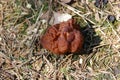 Gyromitra esculenta