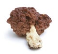 Gyromitra esculenta is conditionally edible mushroom  on white Royalty Free Stock Photo