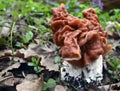 Gyromitra esculenta False morel,Calf brain,Bull nose mushroom in the forest.First spring mushrooms. Royalty Free Stock Photo