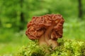 Gyromitra esculenta fungus Royalty Free Stock Photo