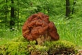 Gyromitra esculenta fungus Royalty Free Stock Photo