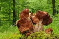 Gyromitra esculenta fungus Royalty Free Stock Photo