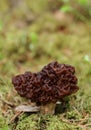 Gyromitra esculenta mushroom Royalty Free Stock Photo