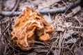 Gyromitra gigas, commonly known as the snow morel, snow false morel, calf brain, or bull nose mushroom
