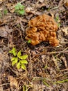 Gyromitra gigas in the grass close up. Mushroom growth. Early spring season, picking fresh mushrooms in the forest. Gyromitra