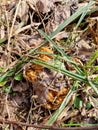 Gyromitra gigas in the grass close up. Mushroom growth. Early spring season, picking fresh mushrooms in the forest. Gyromitra