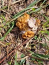 Gyromitra gigas in the grass close up. Mushroom growth. Early spring season, picking fresh mushrooms in the forest. Gyromitra