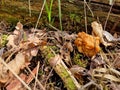 Gyromitra gigas in the grass close up. Mushroom growth. Early spring season, picking fresh mushrooms in the forest. Gyromitra Royalty Free Stock Photo