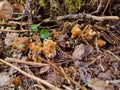 Gyromitra gigas in the grass close up. Mushroom growth. Early spring season, picking fresh mushrooms in the forest. Gyromitra