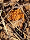 Gyromitra gigas in the grass close up. Mushroom growth. Early spring season, picking fresh mushrooms in the forest. Gyromitra