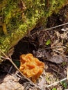 Gyromitra gigas in the grass close up. Mushroom growth. Early spring season, picking fresh mushrooms in the forest. Gyromitra Royalty Free Stock Photo