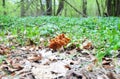 Gyromitra gigas mushroom, commonly known as the snow morel, snow false morel, calf brain, or bull nose, is a fungus