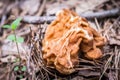 Gyromitra gigas in Russian autumn forest, commonly known as the snow morel, snow false morel, calf brain, or bull nose mushroom