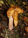 Gyromitra Gigas, snow false Morel, calf`s brain. Early spring forest mushroom macro. A large beautiful mushroom in the spring fore