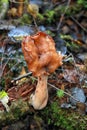 Gyromitra infula commonly known as the hooded false morel or the elfin saddle Royalty Free Stock Photo