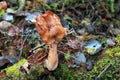 Gyromitra infula commonly known as the hooded false morel or the elfin saddle