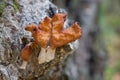 Gyromitra infula