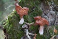 Gyromitra infula