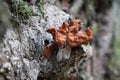 Gyromitra infula