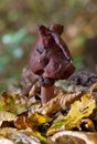 Gyromitra infula, commonly known as the hooded false morel or the elfin saddle, is a fungus in the family Helvellaceae Royalty Free Stock Photo