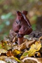 Gyromitra infula, commonly known as the hooded false morel or the elfin saddle, is a fungus in the family Helvellaceae Royalty Free Stock Photo