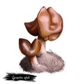 Gyromitra infula, hooded false morel or elfin mushroom closeup digital art illustration. Boletus has reddish brown and saddle