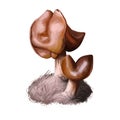 Gyromitra infula, hooded false morel or elfin mushroom closeup digital art illustration. Boletus has reddish brown and saddle Royalty Free Stock Photo
