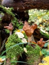 Gyromitra infula, saddle fungus, a genus of mushrooms of the Helwell family. Mushrooms of the autumn forest Royalty Free Stock Photo