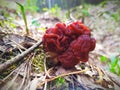 Gyromitra mushroom in the forest