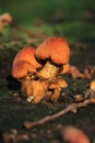 Gyroporus castaneus autumn mushroom growing in soil