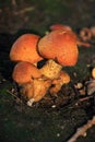 Gyroporus castaneus autumn mushroom growing in soil