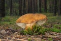 Gyroporus castaneus, commonly known as the chestnut bolete Royalty Free Stock Photo