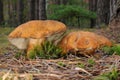 Gyroporus castaneus, commonly known as the chestnut bolete Royalty Free Stock Photo