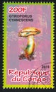 Gyroporus
