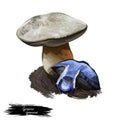 Gyroporus cyanescens bluing or cornflower bolete, species of bolete fungus in Gyroporaceae isolated on white. Digital art Royalty Free Stock Photo