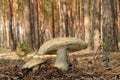 Gyroporus cyanescens, commonly known as the bluing bolete or the cornflower bolete