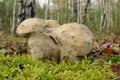 Gyroporus cyanescens, commonly known as the bluing bolete or the cornflower bolete Royalty Free Stock Photo