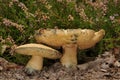 Gyroporus cyanescens, commonly known as the bluing bolete or the cornflower bolete Royalty Free Stock Photo