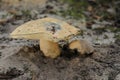 Gyroporus cyanescens, commonly known as the bluing bolete or the cornflower bolete