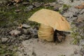 Gyroporus cyanescens, commonly known as the bluing bolete or the cornflower bolete