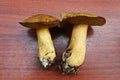 Gyroporus cyanescens from european forest Royalty Free Stock Photo