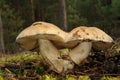 Gyroporus cyanescens fungus Royalty Free Stock Photo