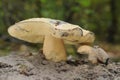 Gyroporus cyanescens fungus Royalty Free Stock Photo