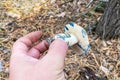 Gyroporus cyanescens. Season of mushrooms in forest. Male hand hold the fresh delicious mushrooms.