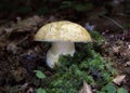 Gyroporus cyanescens(sin. Boletus cyanescens) , commonly known as the bluing bolete or the cornflower bolete Royalty Free Stock Photo