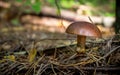 Gyroporus Mushroom