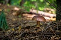 Gyroporus Mushroom