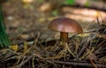 Gyroporus Mushroom