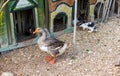 Greylag goose Anser anser, guinea pig and rabbits at the Duck Village in Gzira